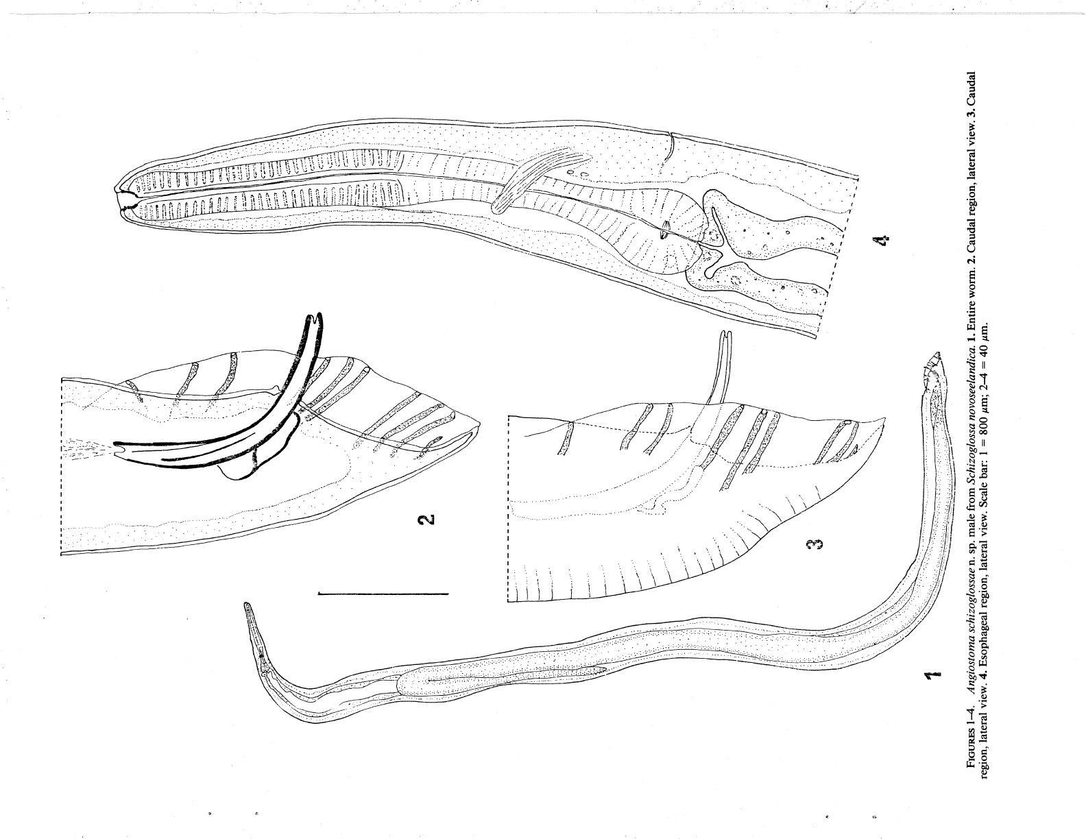 Представитель Семейства Rhabdiasidae